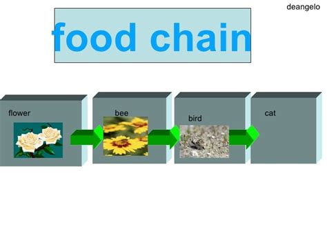 Edwards Food Chain