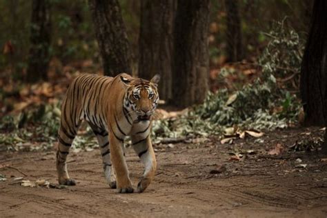 Tiger Safari in Kanha National Park in Madhya Pradesh, India - Drifter Planet