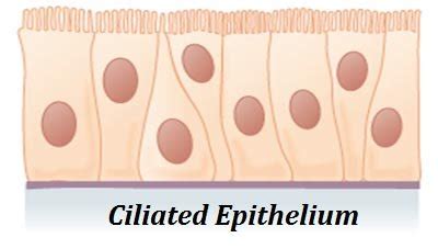 Types of Epithelial Cells with Examples | easybiologyclass