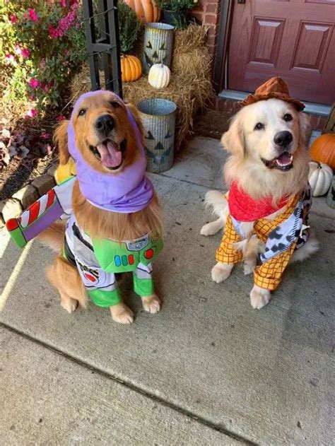 22 Best Golden Retriever Halloween Costumes!