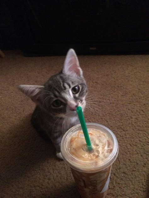 Got starbucks! | Cute animals, Kittens, Animals