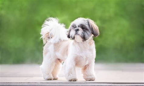 20 Dog Breeds With White-Tipped Tails (Updated 2024)