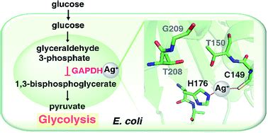 Antimicrobial silver targets glyceraldehyde-3-phosphate dehydrogenase in glycolysis of E. coli ...