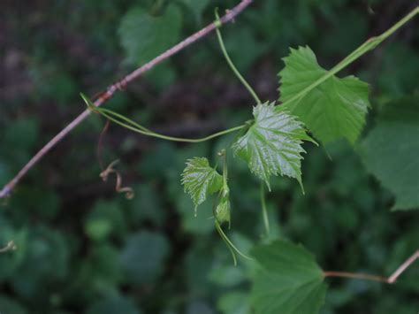 Stuffed Wild Grape Leaves Recipe - Life Skills With Littles