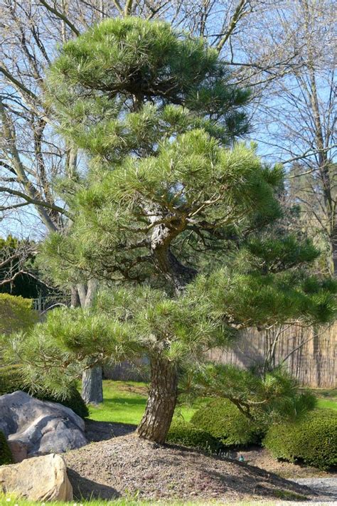 Japanese Black Pine: Plant Care & Growing Guide