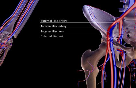 Internal Iliac Artery: Anatomy, Function, and Significance