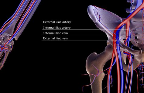 Internal Iliac Artery: Anatomy, Function, and Significance