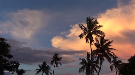 Samoan Flying Foxes in Fiji, Mana Island - YouTube