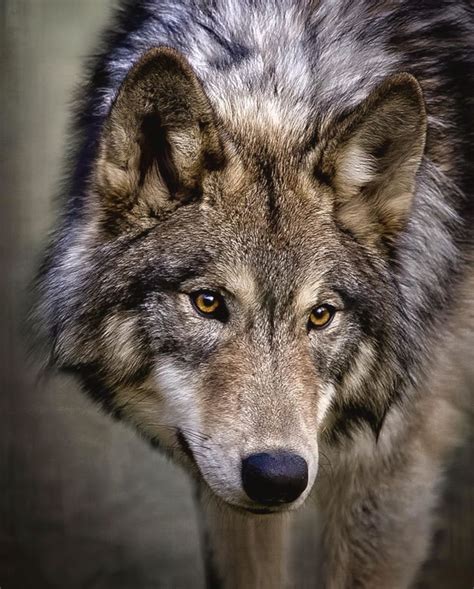 Gray wolf’s amber eyes. (Wes and Dotty Weber) | Wolf photography, Wolf ...