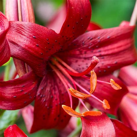 Red Tiger Lily Bulbs, Lilium | American Meadows