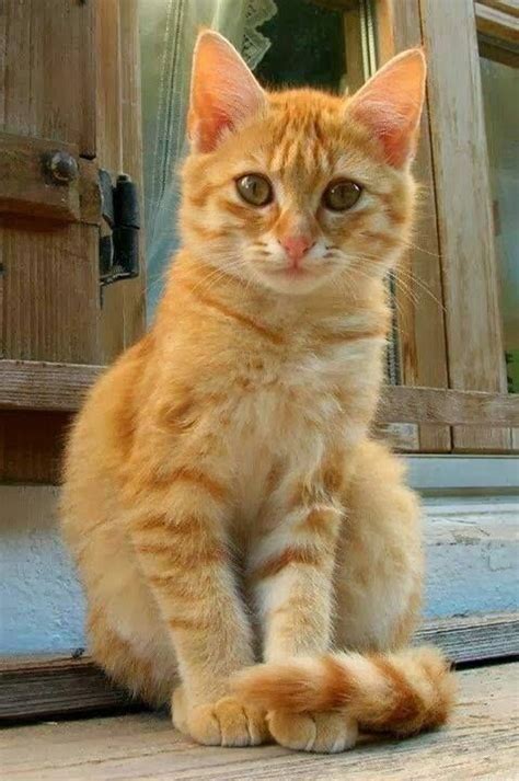 Mirror, mirror, on the wall. Who's the cutest cat of all? | Orange ...