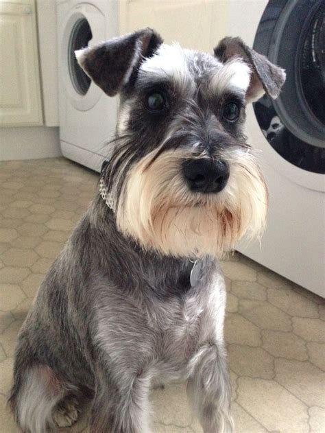 Skye's haircut by Barks and Bubbles | Miniature schnauzer, Schnauzer ...