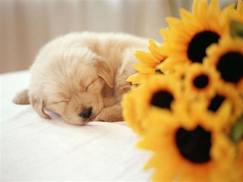 Cute Puppy Wallpapers - Top Free Cute Puppy Backgrounds - WallpaperAccess