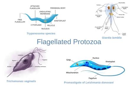 Flagella: Structure, Arrangement, Function • Microbe Online