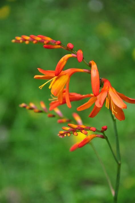 Crocosmia | Crocosmia, Rare orchids, Flowers photography