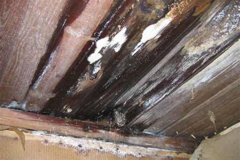 5 Causes Of Attic Mold - Moldcare - Toronto - Kitchener - Waterloo