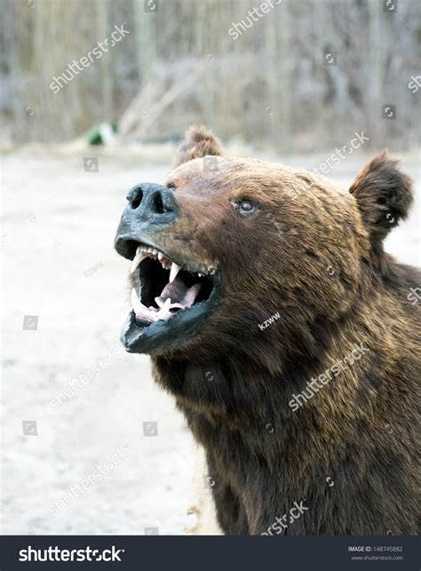 Bear'S Snout Close Up Stock Photo 148745882 : Shutterstock