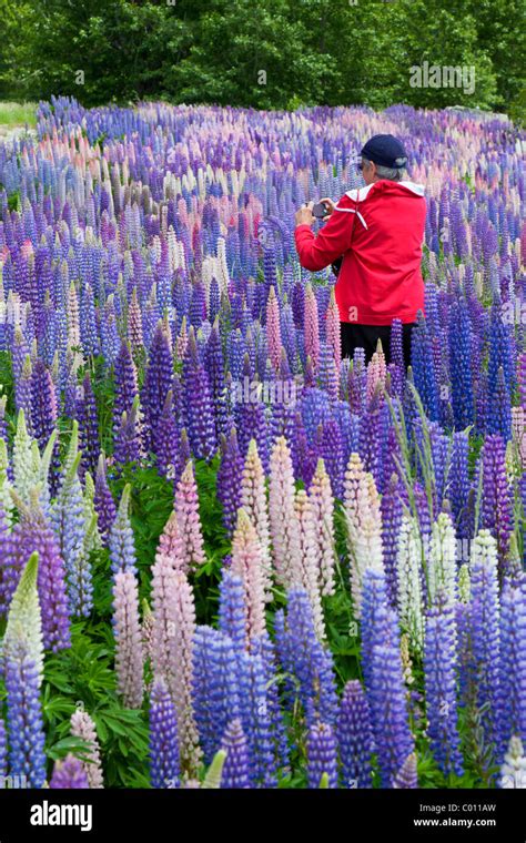 Lupin wildflowers in New Zealand Stock Photo, Royalty Free Image: 34443777 - Alamy