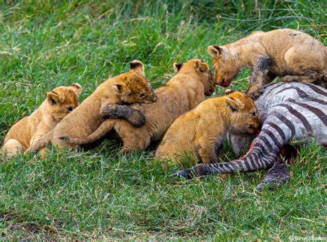 Lion Cubs Eating | Serengeti National Park, Tanzania 2019 | Steve ...