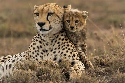 If you thought white lions were rare, see the King Cheetah | The Safari People