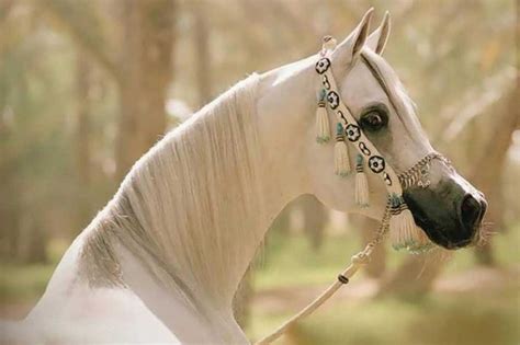 The Art of Horse Breeding at Prince Muhammad Ali Tawfiq - موقع الخيل ...