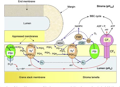 Figure 4 from The cytochrome b6f complex at the crossroad of photosynthetic electron transport ...