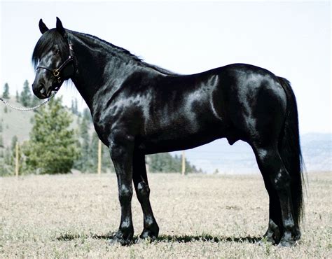 The Canadian Horse is a somewhat rare and little known breed that was ...