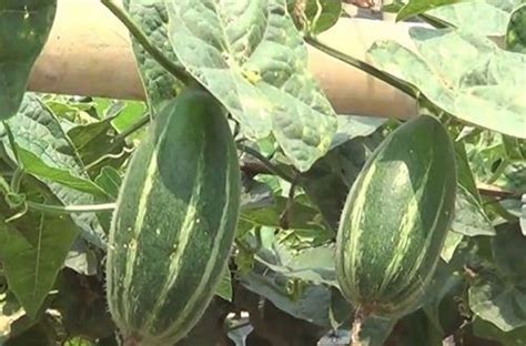 Pointed Gourd (Parwal) Farming Information, Pointed Gourd Cultivation | Growing vegetables ...