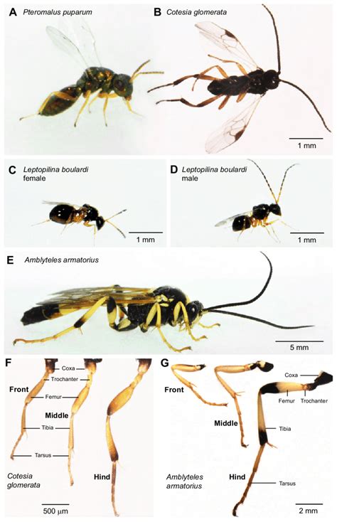 Body and leg structure of four species of parasitoid wasps. (A-E)... | Download Scientific Diagram