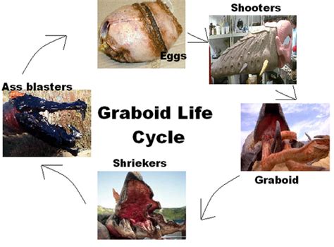 Image - Graboid Life Cycle.png - Tremors Wiki