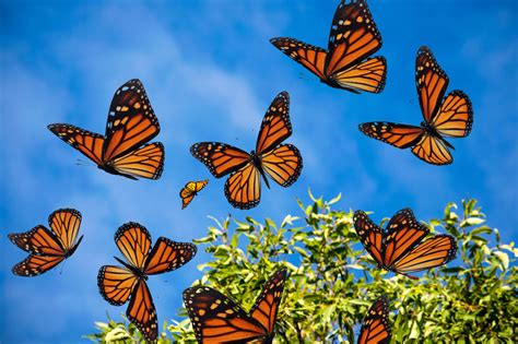 Learn to Garden for Butterflies with the NJ State Library