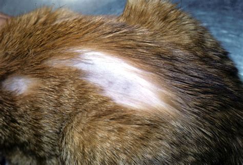 lifesacommute: Hair loss in cats