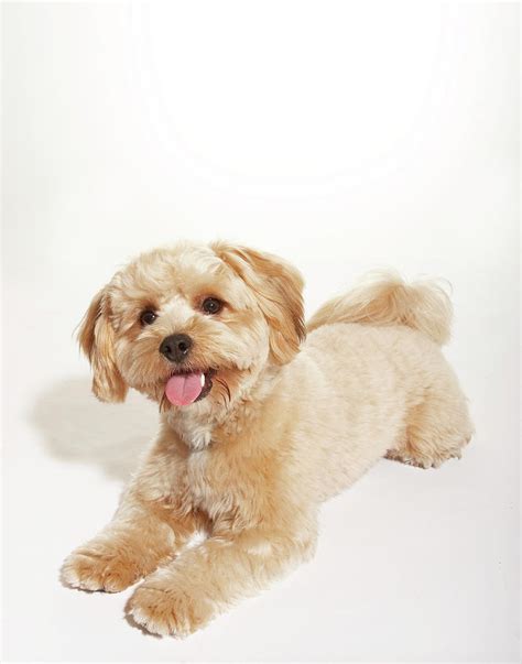 Yorkie/poodle Mix Down With Tongue Out Photograph by MajchrzakMorel