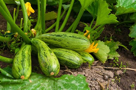 Hortaliças para plantar em setembro | Vamos Comer Melhor