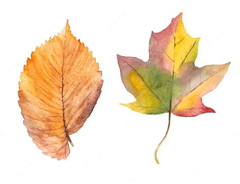 Premium Vector | Watercolor autumn leaves isolated on white