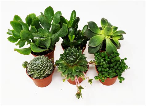 9GreenBox 6-Pack Succulents - Choose from 10 Types of Real and Hand-Picked Succulent Plants in ...