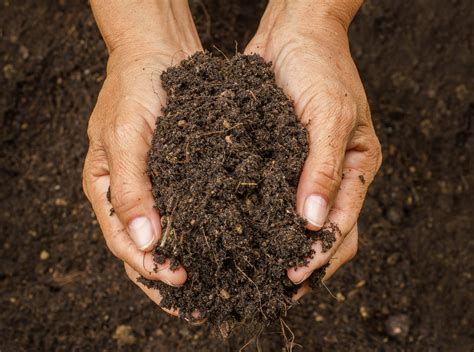 Soil pollution is a source of antibiotic resistance - Earth.com