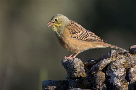 Eating an ortolan | Bunting, Bird, Song bird