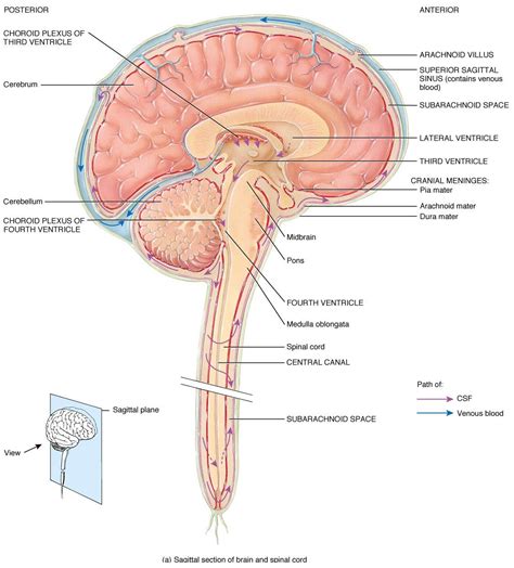 Brain And Spine Diagram