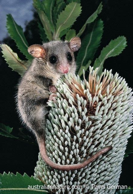 Eastern Pygmy Possum (Cercartetus nanus) - The small (15-45 grams) possum depends on habitat ...