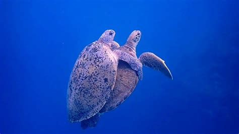 Green turtles mating Maldives June 2018 Sea Turtle Nest, Green Sea Turtle, Sea Turtles, Sea ...