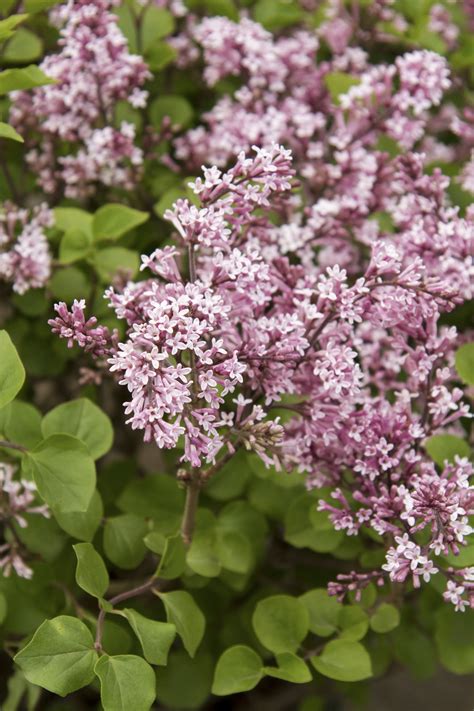 Korean Lilac - Tree Form - Plant Library - Pahl's Market - Apple Valley, MN