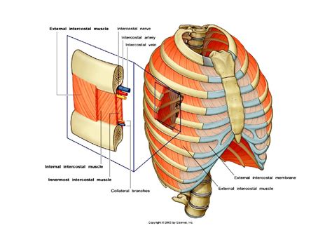 Lecture 2 thoracic wall & Diaphragm