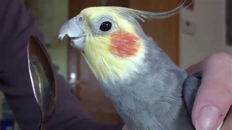 Funny cockatiel singing to a teaspoon - YouTube