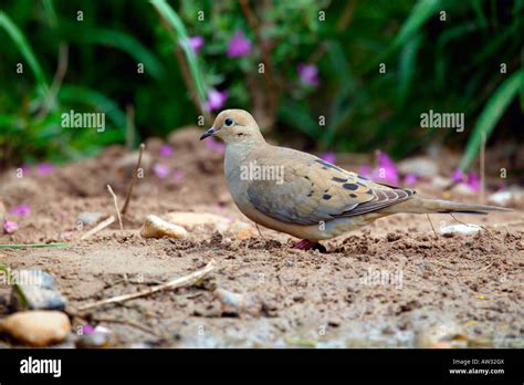 Mourning dove Zenaidura macroura South Texas brush country Stock Photo - Alamy