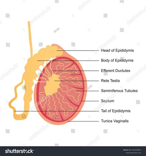 3,108 Man Testicles Images, Stock Photos & Vectors | Shutterstock