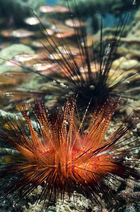 False Fire Urchin by Georgette Douwma | Urchin, Marine animals, Sea creatures