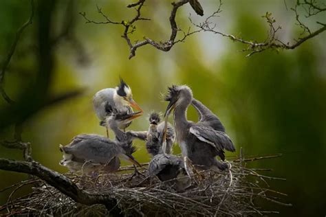 Heron nest Stock Photos, Royalty Free Heron nest Images | Depositphotos