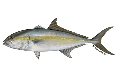 Amberjack: History, Facts, Size, Habitat, Classification & Much More ...