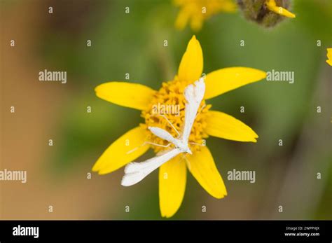 White Plume Moth polinating Broadleaf Arnica Mountain Arnica wildflowers hiking trail Copper ...